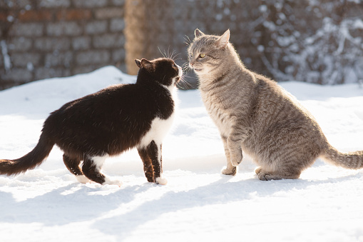 two cats boy and girl met on rural street and curiously sniff each other, animal relations concept