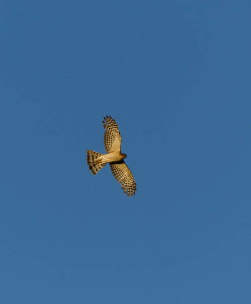 istock Eurasian sparrowhawk (Accipiter nisus) flying in the blue sky 2142874041