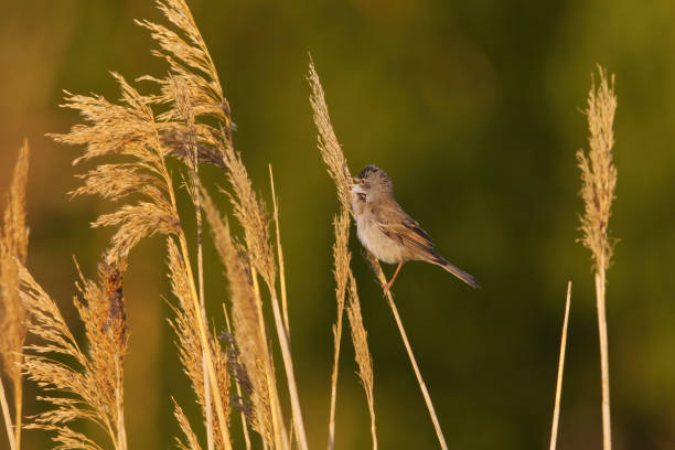 istock Common whitethroat or greater whitethroat (Curruca communis) singing in the reeds 2142874044