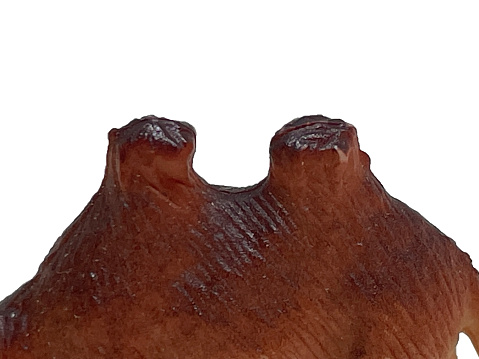 Two humps of toy camel on a white background. Part of the animal's body is a camel. Two humps of camel