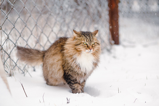 fluffy beautiful Siberian cat walking outdoors in rural yard on background of white snow, pets on winter nature rural scene