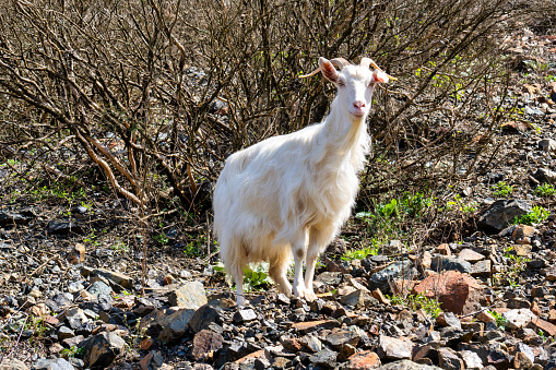 A goat grazing in a nature in Mirdite district, northern Albania.
