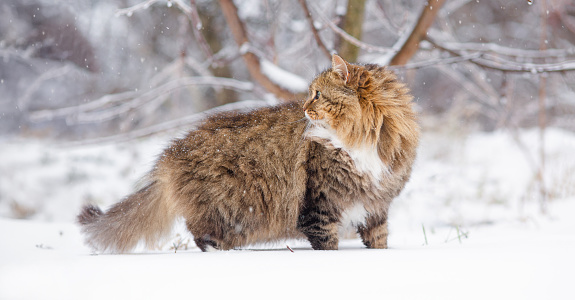 Portrait of beautiful cat in winter garden, fluffy Siberian cat walking in rural yard on background of white snow, pets on nature
