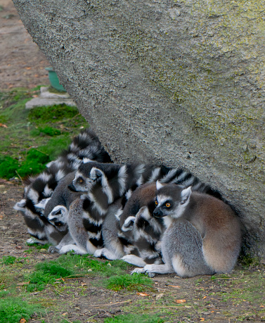 Ring-tailed lemur (Lemur catta) with babies