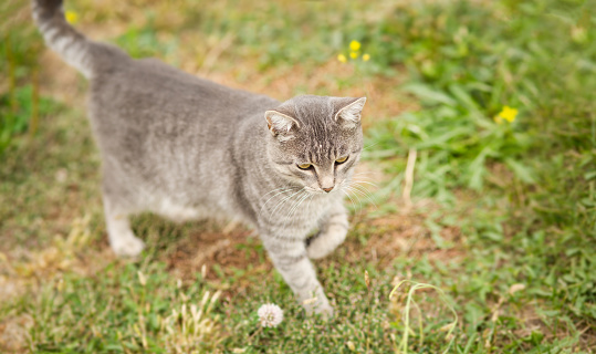 tabby grey cat walking on nature, pet in garden, rural scene