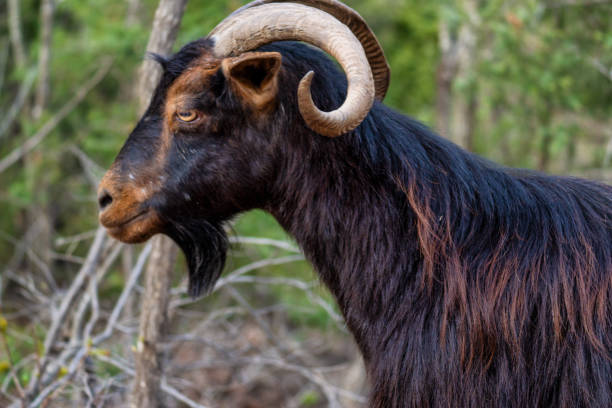 istock Goat in the nature 2142896318