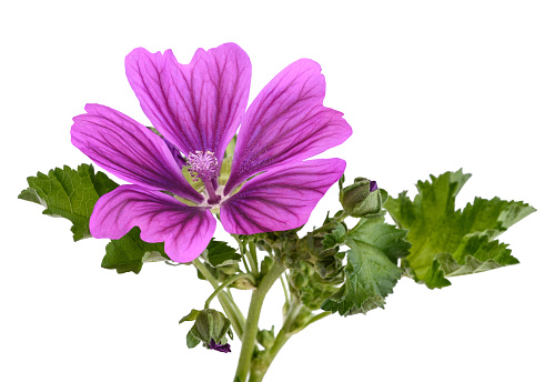 Mallow plant with  flower isolated on white background