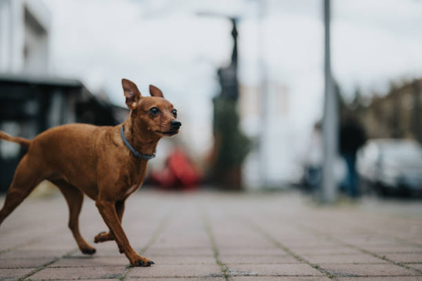 背景がぼやけた街の歩道を歩く小さな茶色の犬を警戒
