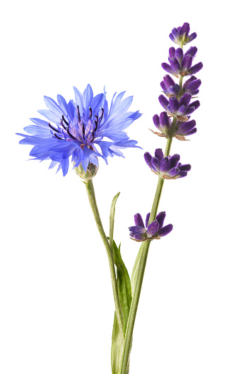 Lavender and  cornflower isolated on white background