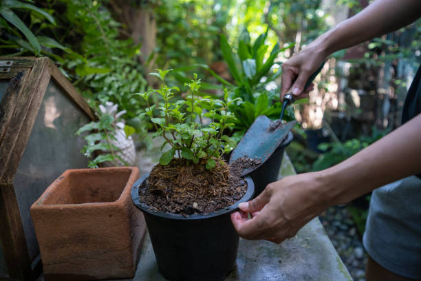 istock A woman is growing Thai herbal mint vegetables in a pot. 2142910377