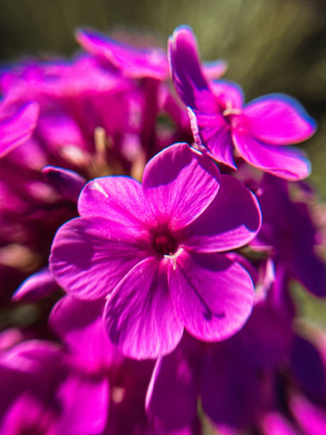 istock Bright purple phlox flowers. 2142910908