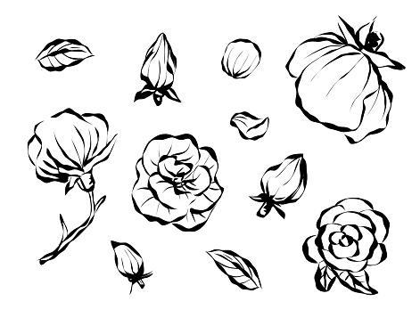 Set of roses isolated line art doodle with leaf element, vector flower design drawn with ink. Floristry, flowers, flowers of love.