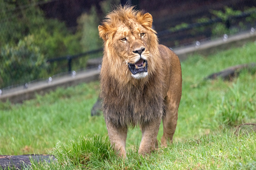 Lion (Panthera leo) moving towards the camera, on a grass field, mouth open showing its fangs.