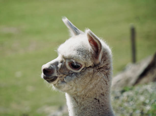 istock White Alpaca Portrait 2142941758