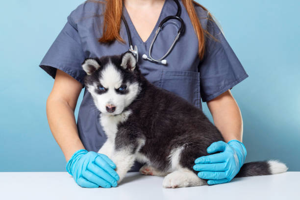 istock Veterinarian with a Siberian Husky puppy 2142942797