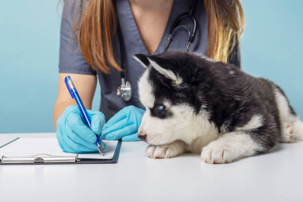 Puppy being examined by veterinarian with stethoscope
