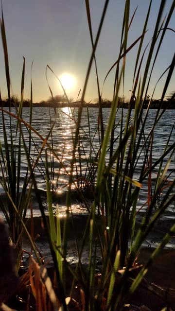Vertical view of long grass on Altozano lake with beautiful sunset in the background in Mexico