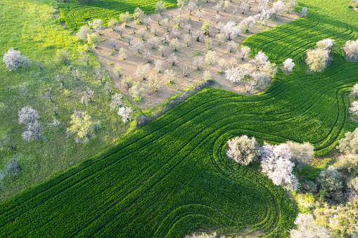 Drone aerial view of green meadow agriculture field and blooming almond tree. Spring season outdoor. Cyprus landscape