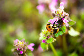 Bumble bee pollinating a flower during spring time