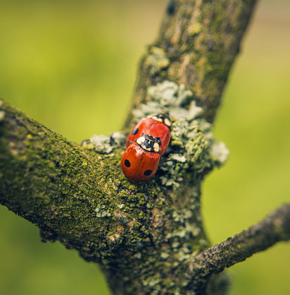 insects during love in spring on tree branches, dotted ladybugs, beautiful sunny day, nature on a macro scale