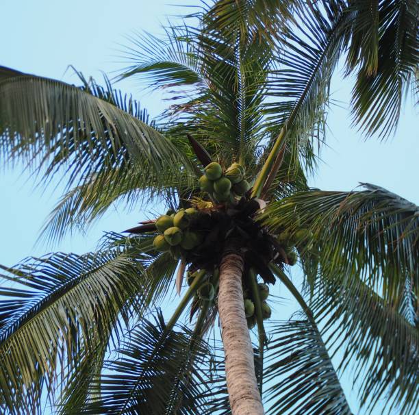 istock Young coconuts in the big beautiful palm tree in Cha Am, Thailand 2142984784