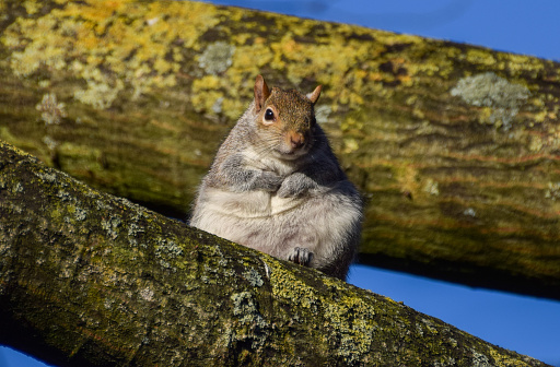 Eastern Grey Squirrel on a tree branch
