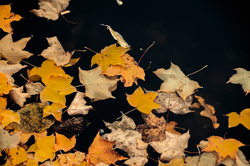 Autumn Maple Leaves Floating On The Waters Surface