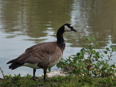 A Wild Goose Begs for Food in the Tennessee River in Knoxville, TN