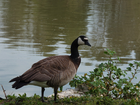 Canada Goose Goose in El Soto Municipal Park in Mostoles