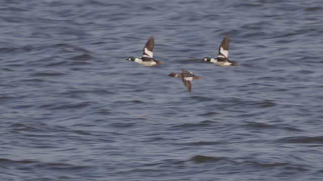 Flock of common goldeneye birds (Bucephala clangula) flying on the surface of the water on a sunny evening.