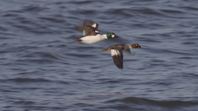 Pair of common goldeneye birds (Bucephala clangula), male and female flying on the surface of the water.