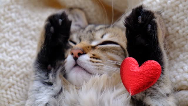 Pretty cute kitten relaxing on the bed with red heart. Tabby cat. Funny pets. Atmospheric mood. Valentines Day, Birthday, Dating