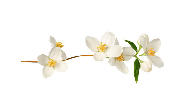 istock Branch with jasmine flowers (Philadelphus coronarius) isolated on white background. 2143023916