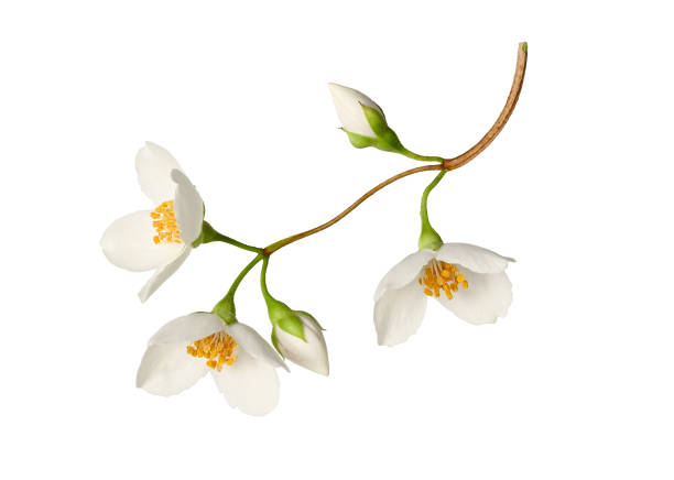 istock Branch with jasmine flowers (Philadelphus coronarius) isolated on white background. 2143023917