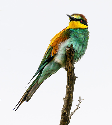 European Bee-eater perched on a dead branch against a clear sky background.