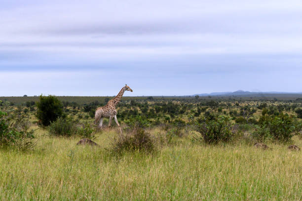Lone giraffe crossing the open African plains.