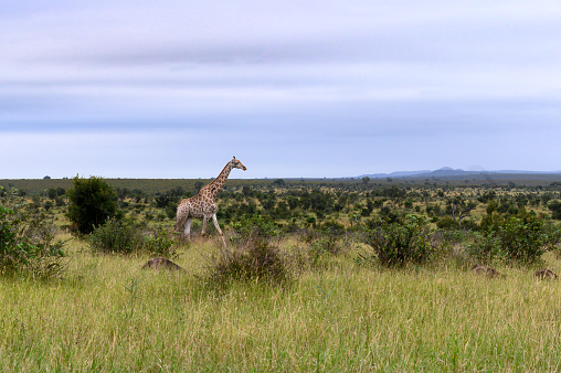 Lone giraffe crossing the open African plains.