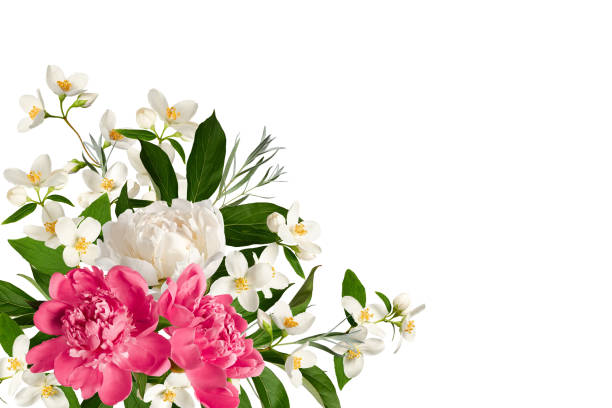 Festive floral corner arrangement. Jasmine flowers, white and pink peonies, green peony leaves, green twigs. Element for creating designs, cards, patterns, floral arrangements, wedding invitations. jasmine flower bouquet stock pictures, royalty-free photos & images