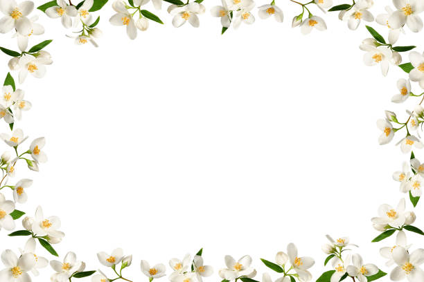 istock Delicate floral frame of white jasmine flowers isolated on white. 2143034852