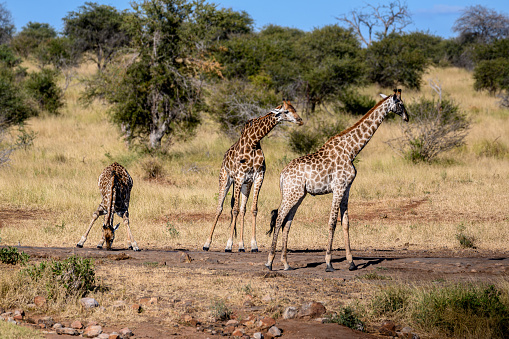 Southern Giraffe trio drinking at a waterhole.