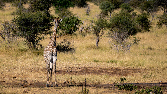 Lone Southern Giraffe observing the surrounds prior to drinking at a waterhole.
