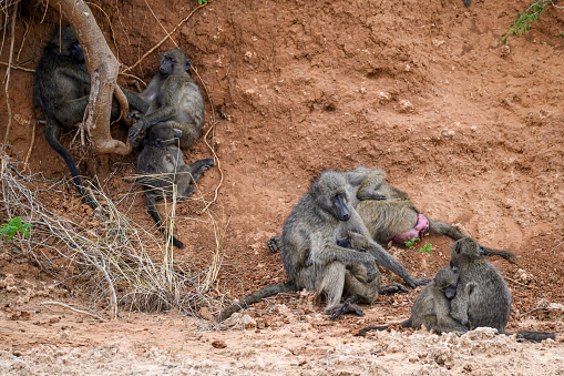 Section of a large Chacma baboon troop resting alongside the river