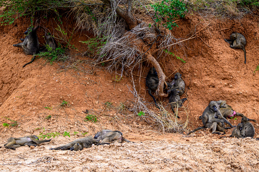 Chacma baboon troop resting on the riverbank.