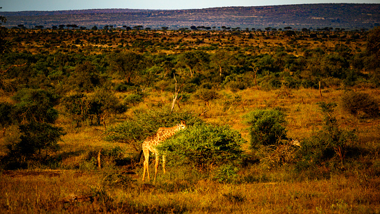 Lone Southern Giraffe feeding in the valley during the last rays of the sunset.