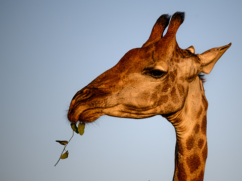 Portrait of a South African Giraffe chewing the last of a scrub twig