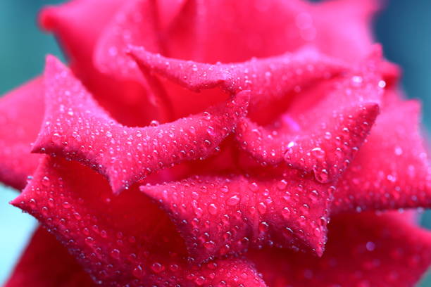 Close-up of rose flower with dew drops. Focus stacking technique with multiple photographs