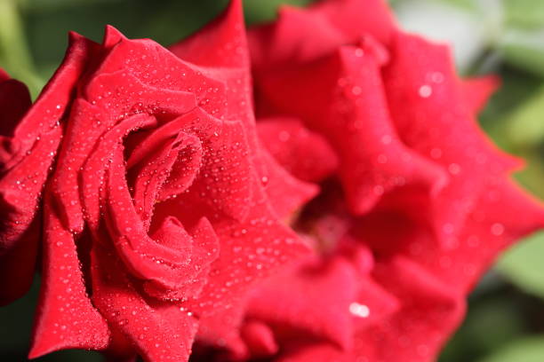 Beauty and danger at the same time. If the dew drops do not evaporate, then, being lenses, they will focus sunlight on the petals and leave light spots on them.
