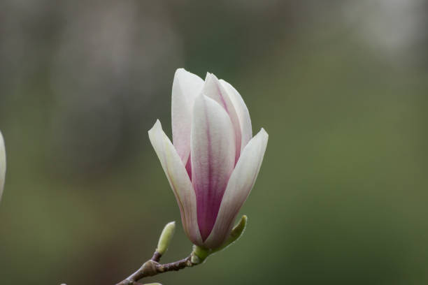 istock Magnolia (Magnolia liliflora) opening flower. 2143067180
