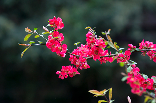 The Japanese Quince (Chaenomeles japonica) flower filled foams.