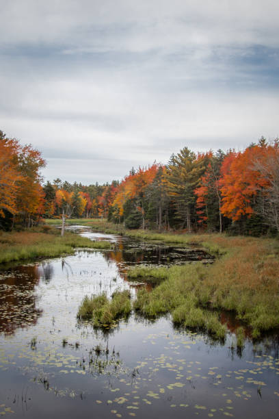istock River lined with colorful trees on an autumn day in Maine 2143083584